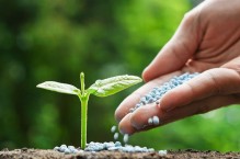 Perlit ogrodniczy – do czego służy i jak stosować