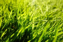 Wapnowanie trawnika – kiedy i jak je przeprowadzić