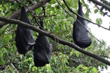 Nietoperze w ogrodzie – sojusznicy w walce z insektami