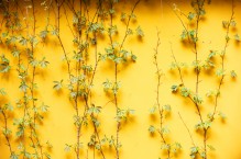Bluszcze – popularne rodzaje ogrodowych pnączy