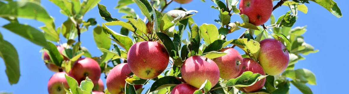 Letnie cięcie jabłoni