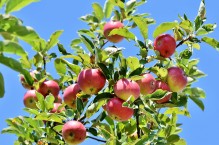 Letnie cięcie jabłoni