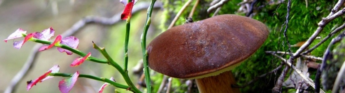 Mikoryza w ogrodzie – symbioza roślin z grzybami