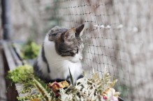 Bezpieczny balkon dla kota – siatki ochronne