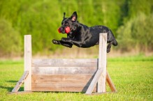Pies w ogrodzie – zadbajmy o miejsce zabaw dla czworonoga