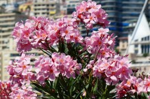 Oleander lubi taras i balkon w lecie