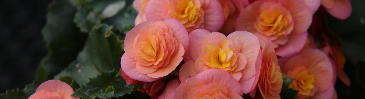 Begonia – ozdoba balkonów, tarasów i ogrodów