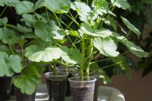 Pelargonie – samodzielne rozmnażanie