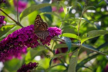 Budleja Dawida – motyli krzew w ogrodzie