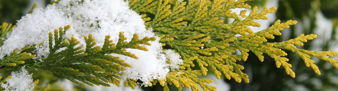 Brązowienie iglaków zimą – jak temu zapobiec