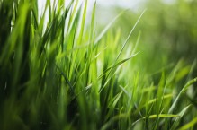 Nawozy do trawników – dobrane do potrzeb i pory roku