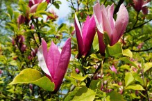Późne magnolie