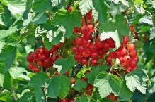 Czerwona porzeczka – sadzenie, uprawa i pielęgnacja