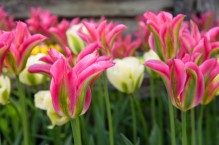 Bohater miesiąca – tulipan