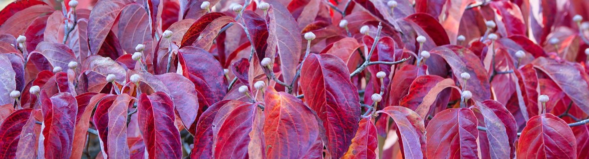 Zanim opadną liście – kolorowe krzewy w ogrodzie