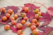 Addio pomidory – ostatnie słoneczka jesieni