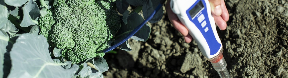 Zakwaszanie gleby – sposób na rośliny kwasolubne