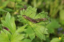 Rośliny odstraszające komary – 5 skutecznych roślin