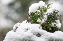 Zima w ogrodzie – o co należy zadbać