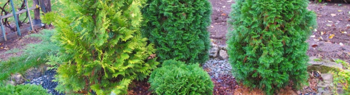 Sadzimy krzewy i drzewa przed zimą