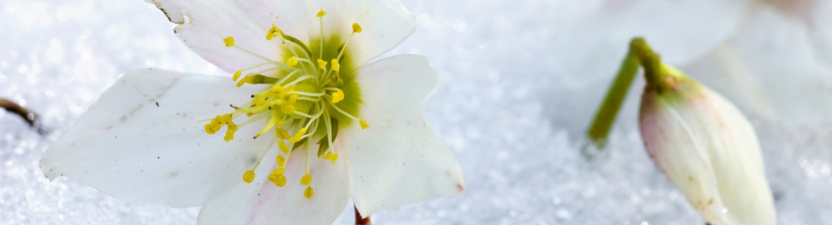 Najpopularniejsze rośliny kwitnące w styczniu