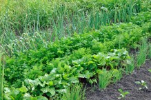 Czerwcowy szybki plan działań – ogródek warzywny