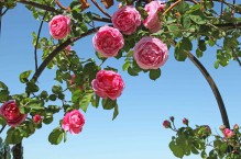 Błędy w uprawie róż – czego należy unikać