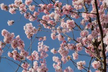 Hanami we własnym ogrodzie – urok kwitnących wiśni
