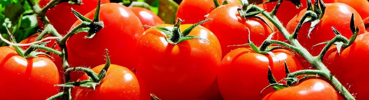 Podpieranie pomidorów – niezbędne paliki