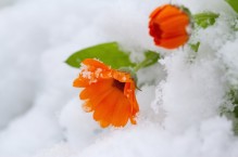 Jak zabezpieczyć rośliny doniczkowe przed zimą