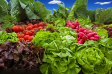 Uprawa współrzędna warzyw – co to jest