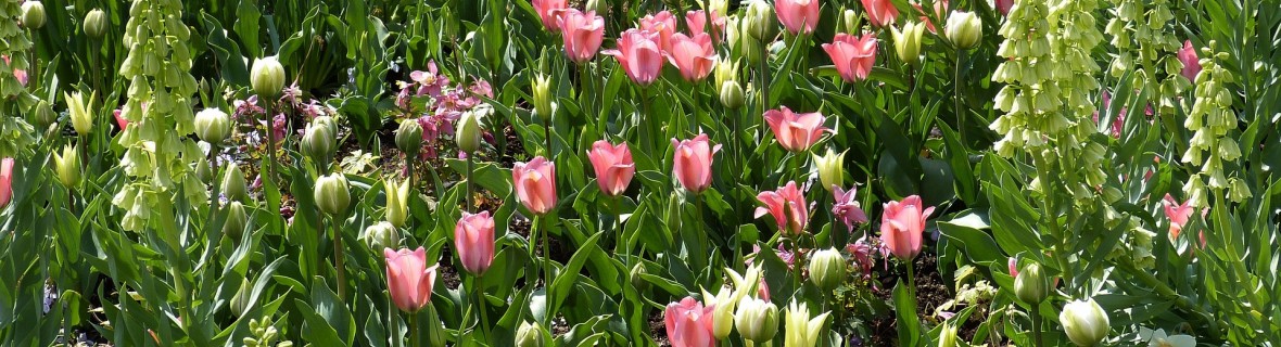 Popularne wiosenne kwiaty w naszych ogrodach