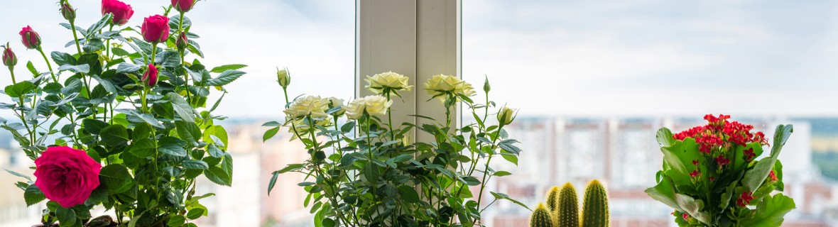 Estetycznie na parapecie – rośliny doniczkowe pod oknem