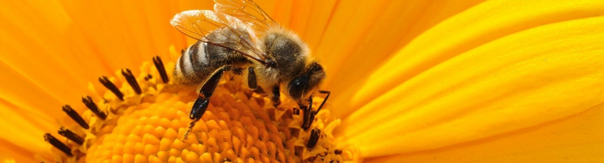Pszczoły w ogrodzie mile widziane