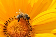 Pszczoły w ogrodzie mile widziane