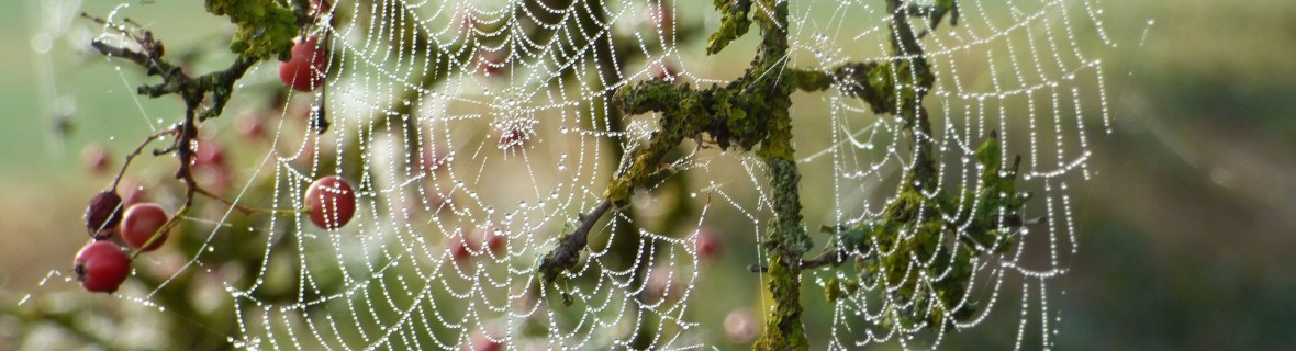Jesienne pajęczyny – pożyteczna rola pająka w ogrodzie