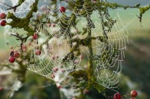 Jesienne pajęczyny – pożyteczna rola pająka w ogrodzie