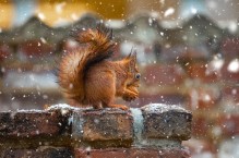 Wiewiórki zimą – czy i jak dokarmiać wiewiórki