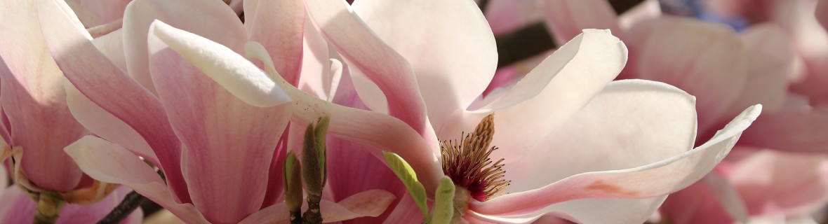 Dlaczego magnolia nie kwitnie?