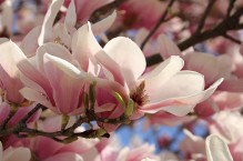 Dlaczego magnolia nie kwitnie?