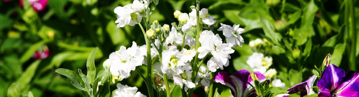 Lewkonie w ogrodzie i wazonie