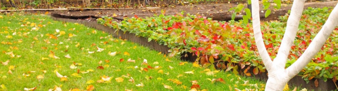 Elegancka murawa w przyszłym sezonie – zadbaj o trawnik jesienią