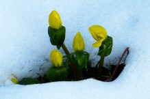 Rannik zimowy – radosny zwiastun wiosny