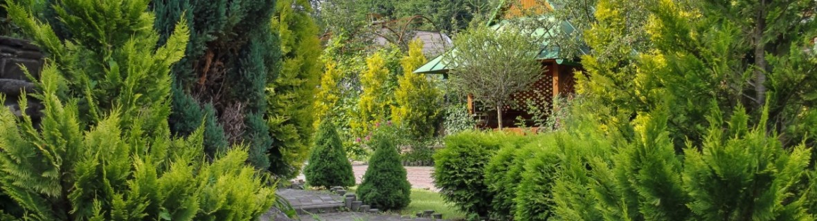 Zielone iglaki – co zrobić, gdy schną w lecie