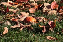 Ziemia liściowa – jak zrobić kompost z liści