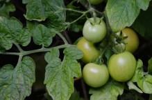 Zielone pomidory – jak je wykorzystać