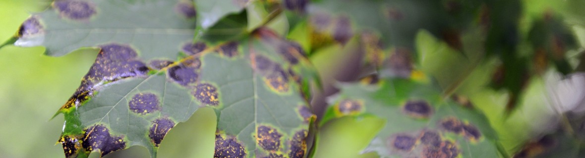 Plamistość liści – jak zapobiegać i zwalczać tę chorobę