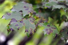 Plamistość liści – jak zapobiegać i zwalczać tę chorobę