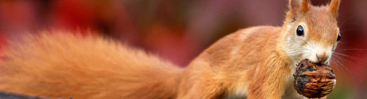 Wiewiórka ruda – wdzięczny gość w ogrodzie