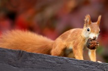Wiewiórka ruda – wdzięczny gość w ogrodzie